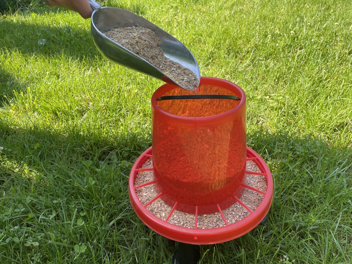 feed in a transparent feeder