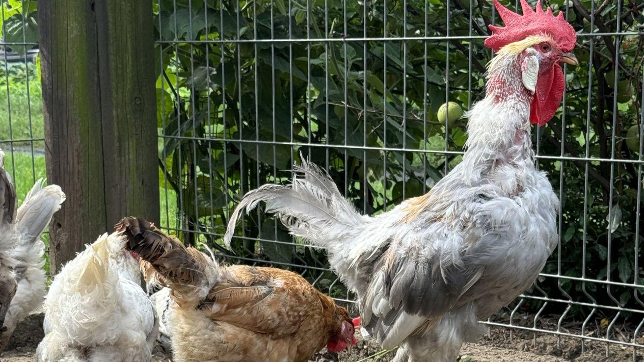 rooster with feather loss on the neck