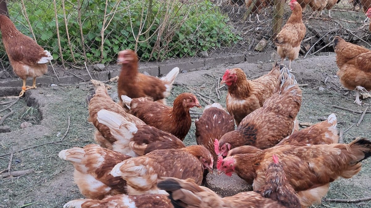 chickens with a Peckit mineral pecking block in an outdoor run