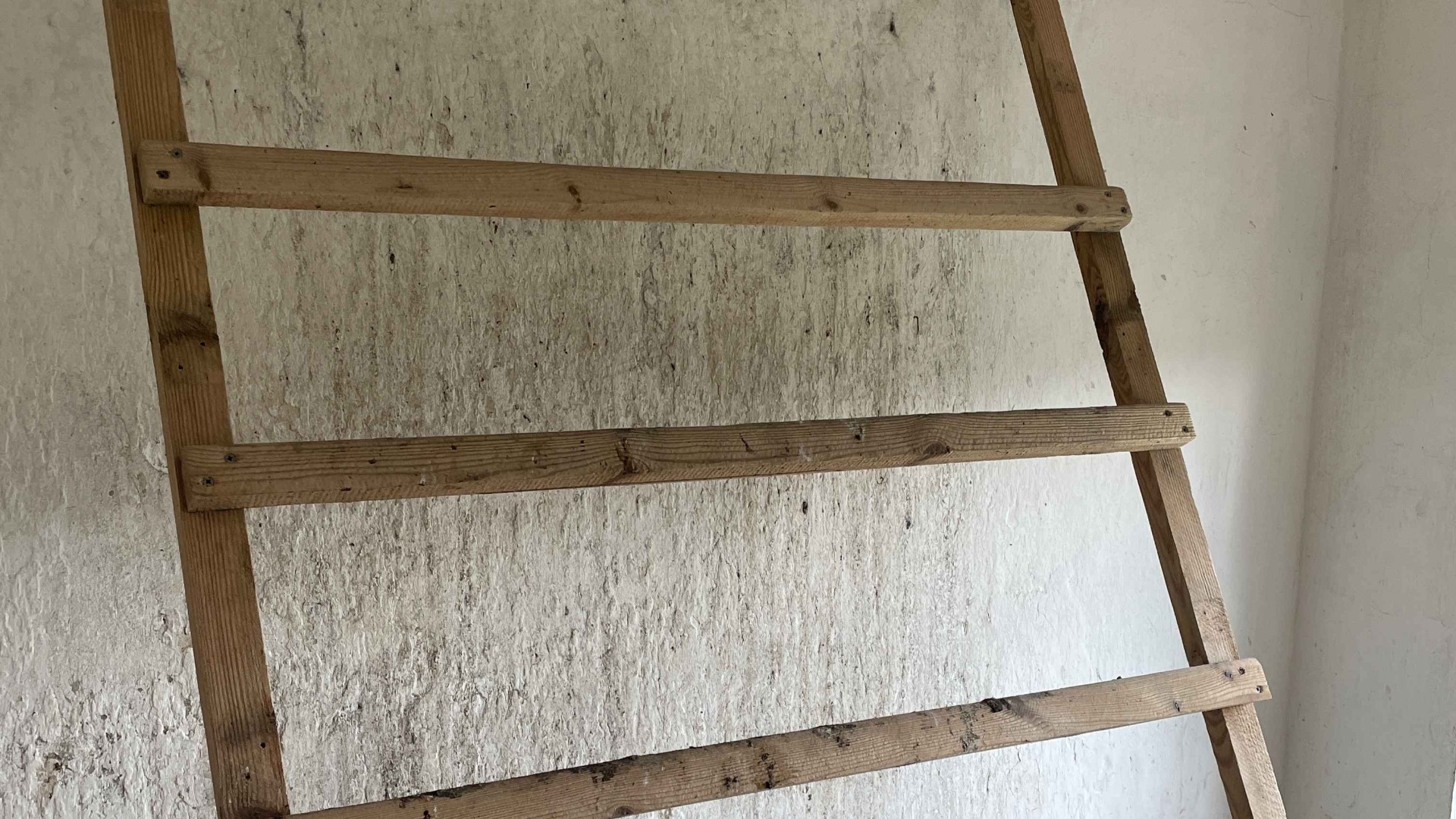 Whitewashing a chicken coop