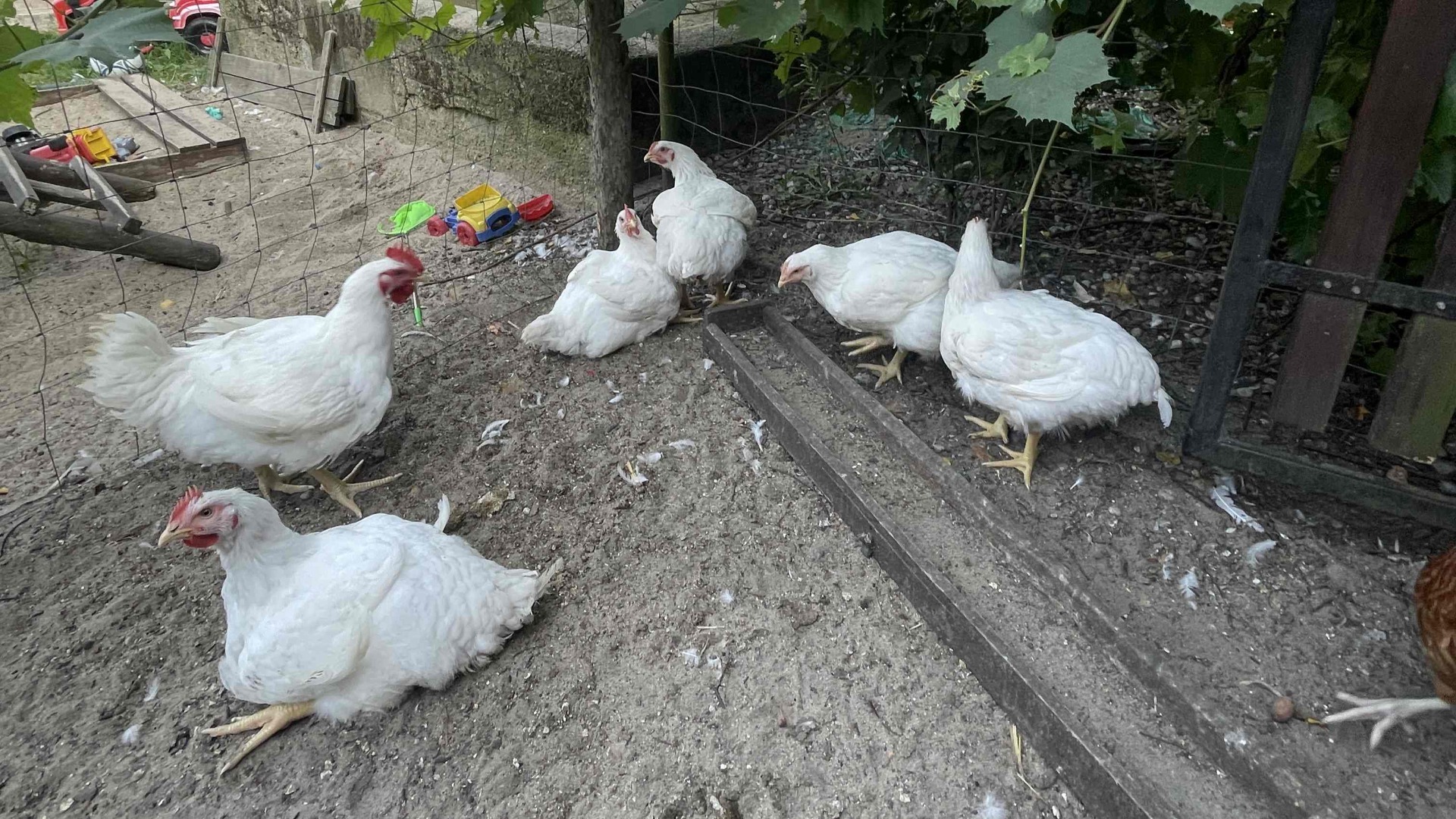 Broiler chickens on an outdoor run