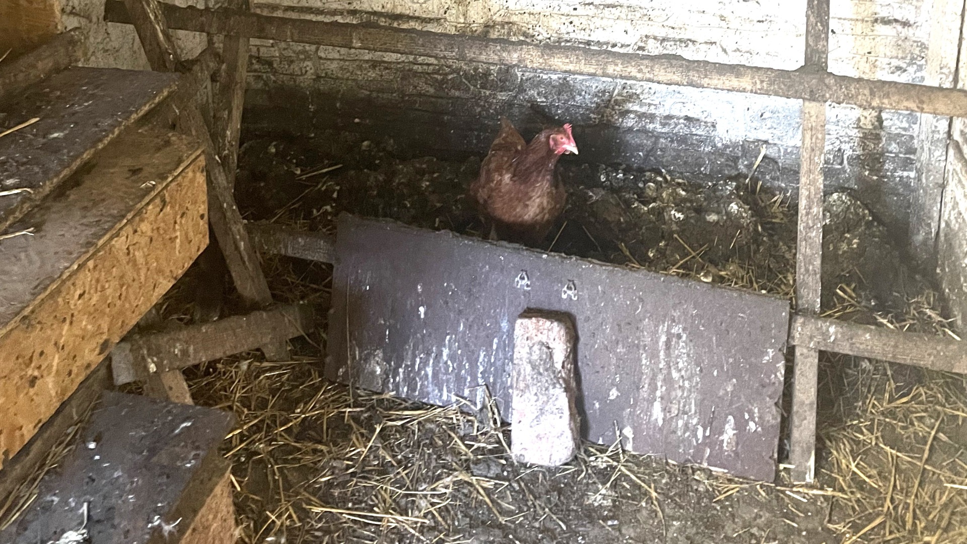 Dirty chicken coop with a chicken