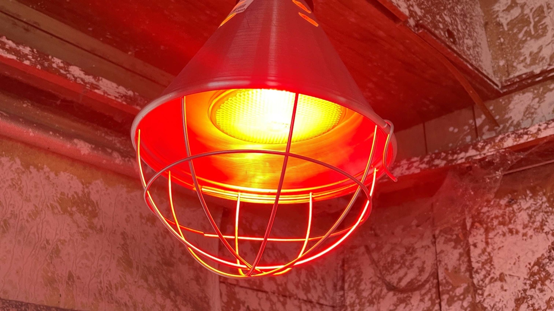 red light bulb for chicken coop