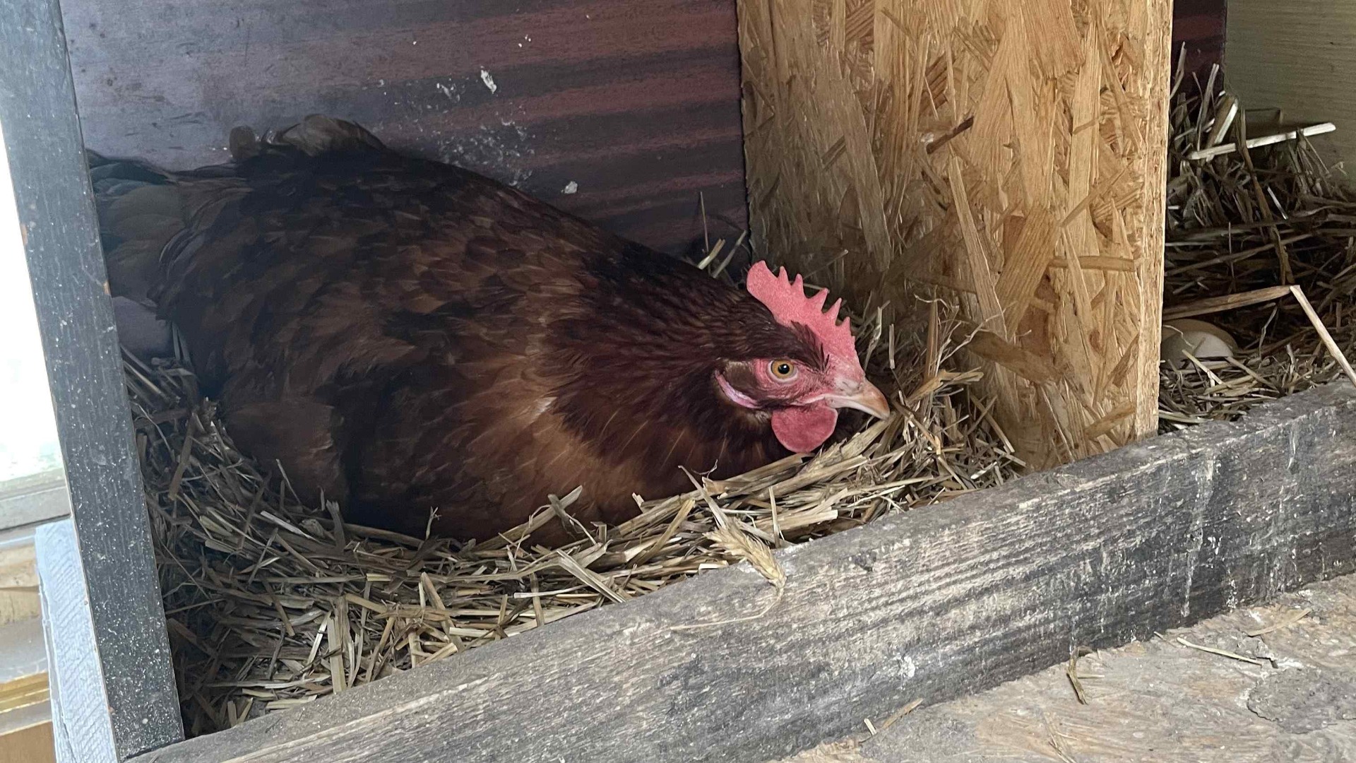 nesting box for chickens