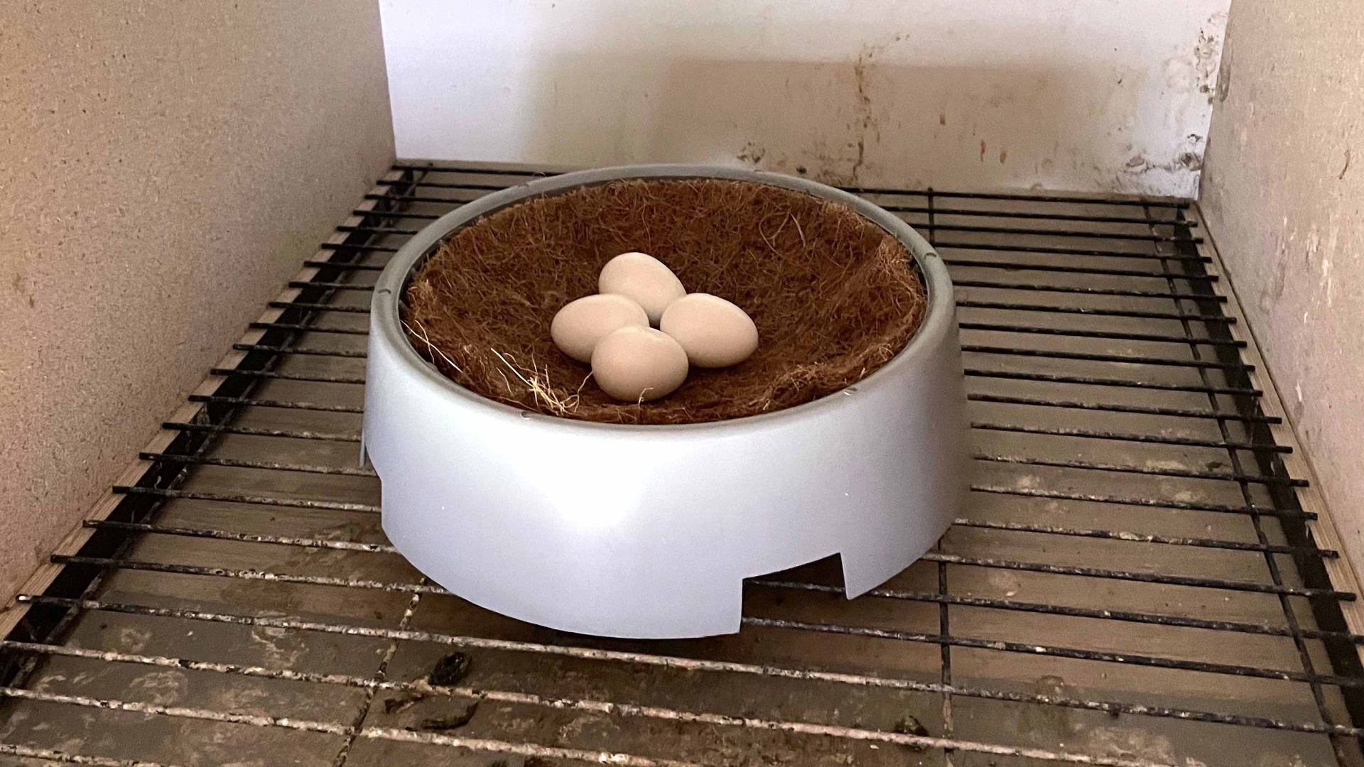 Pigeon nest with eggs