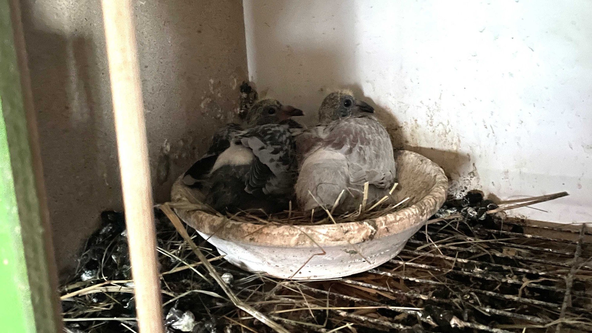 Pigeons in a nest