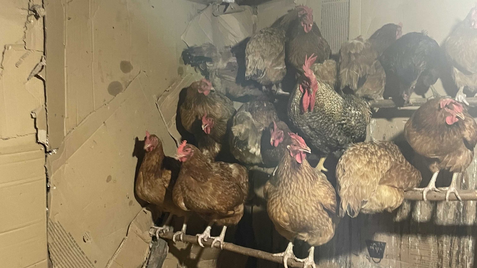 chicken perch
