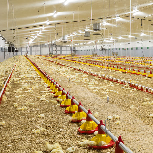 Poultry farms equipment