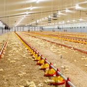 Poultry farms equipment