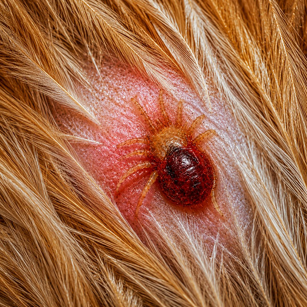 Red mite control