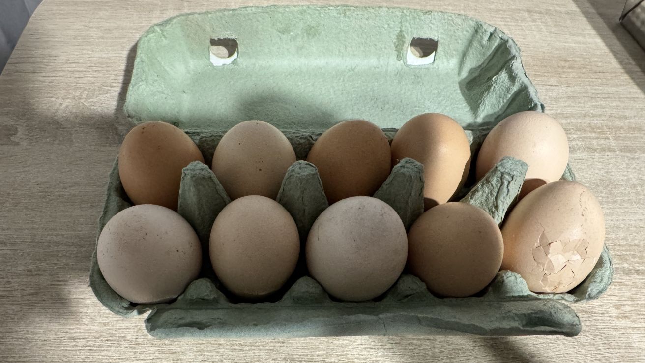 eggs with weak shells