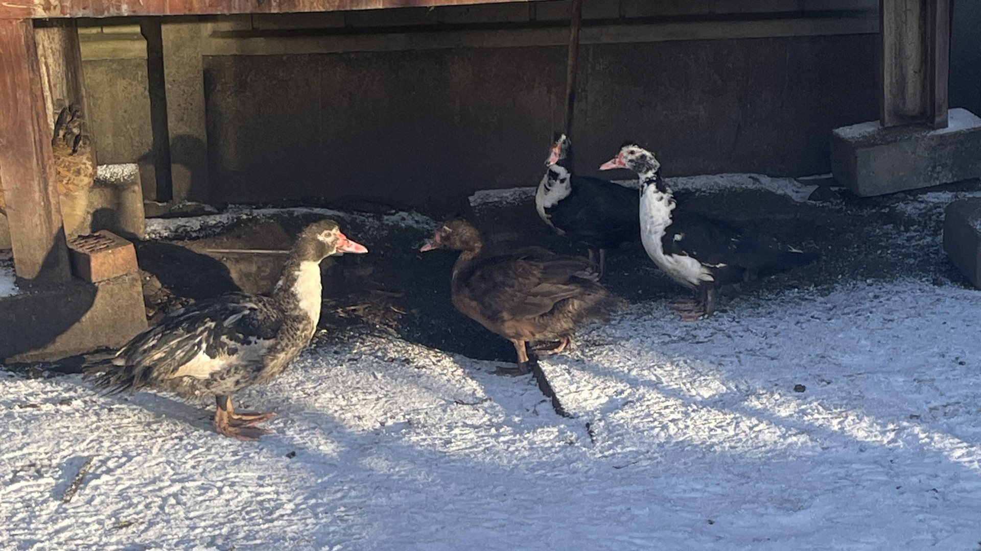 Ducks on snow