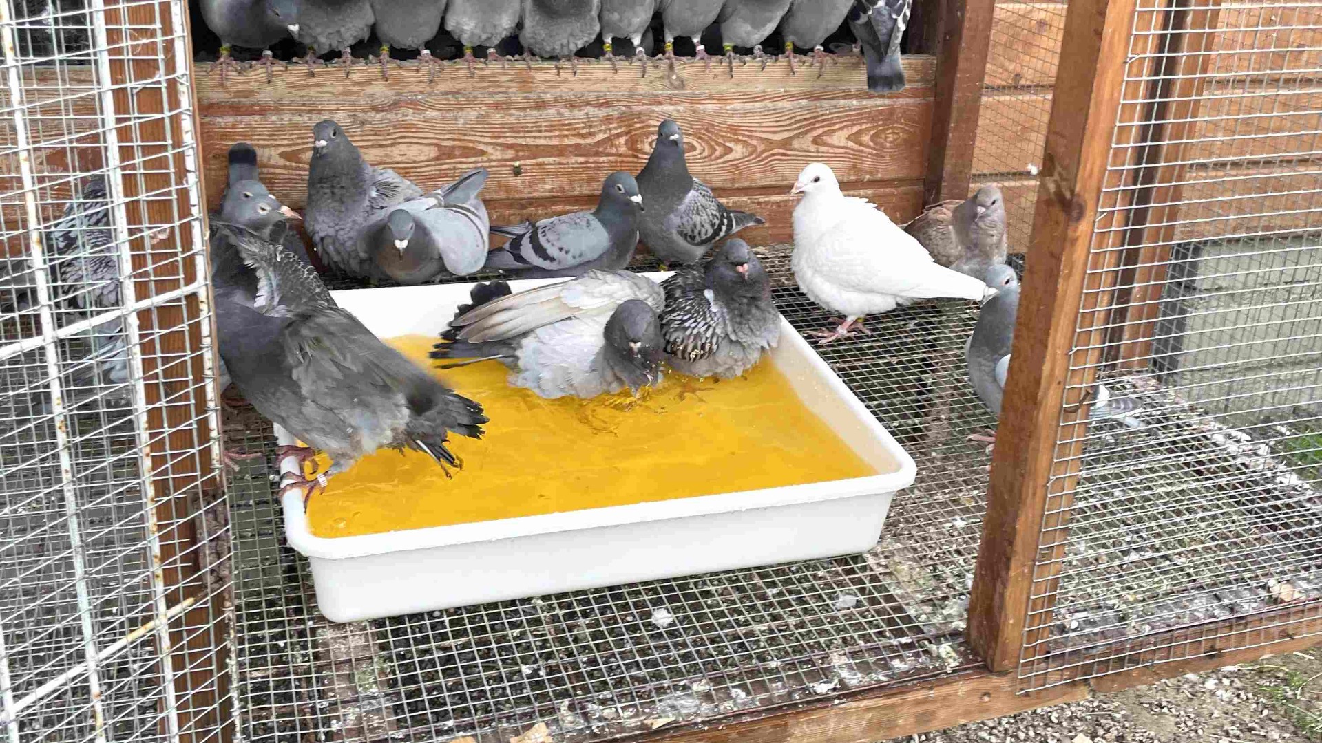 Pigeons bathing in a bath