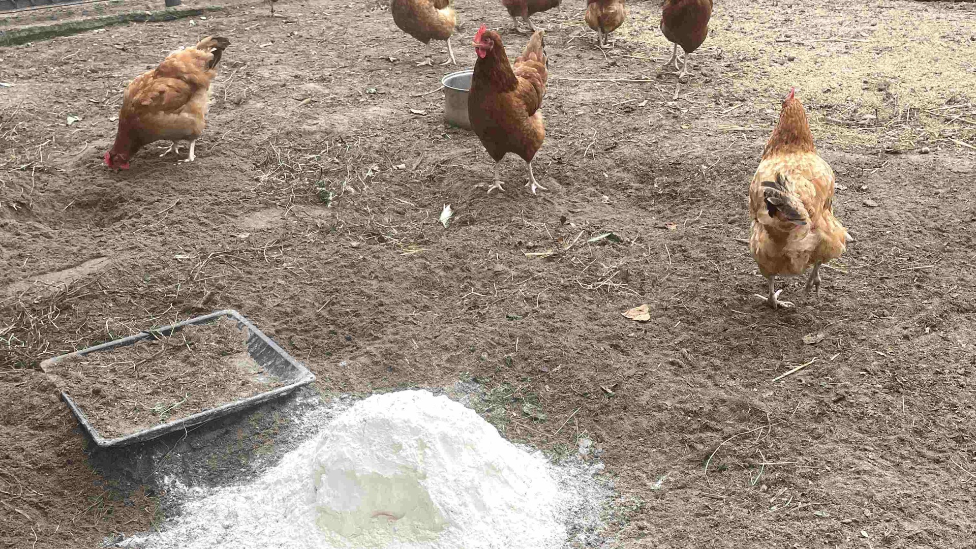 feed chalk for laying hens