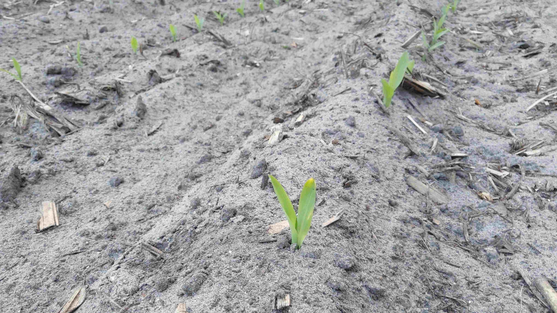 maize growing in a field