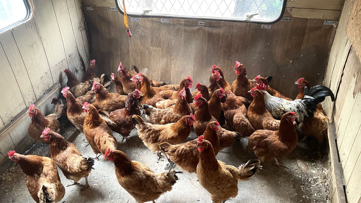 Hen in the hen house