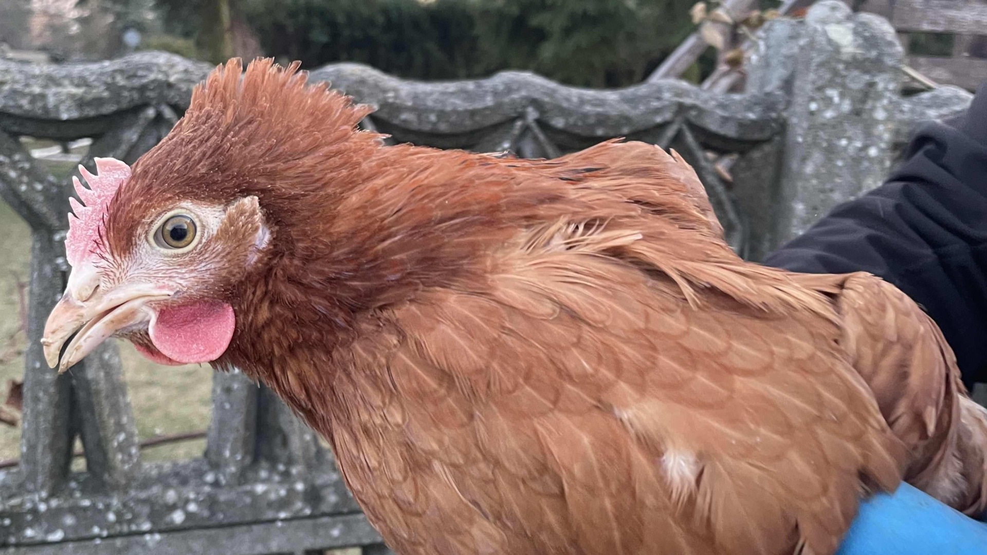 Rosa laying hen