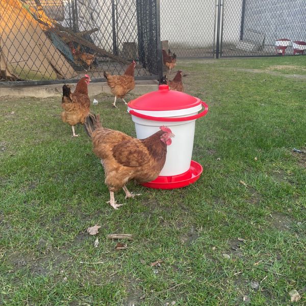 chicken drinking from an 18 litre poultry drinker