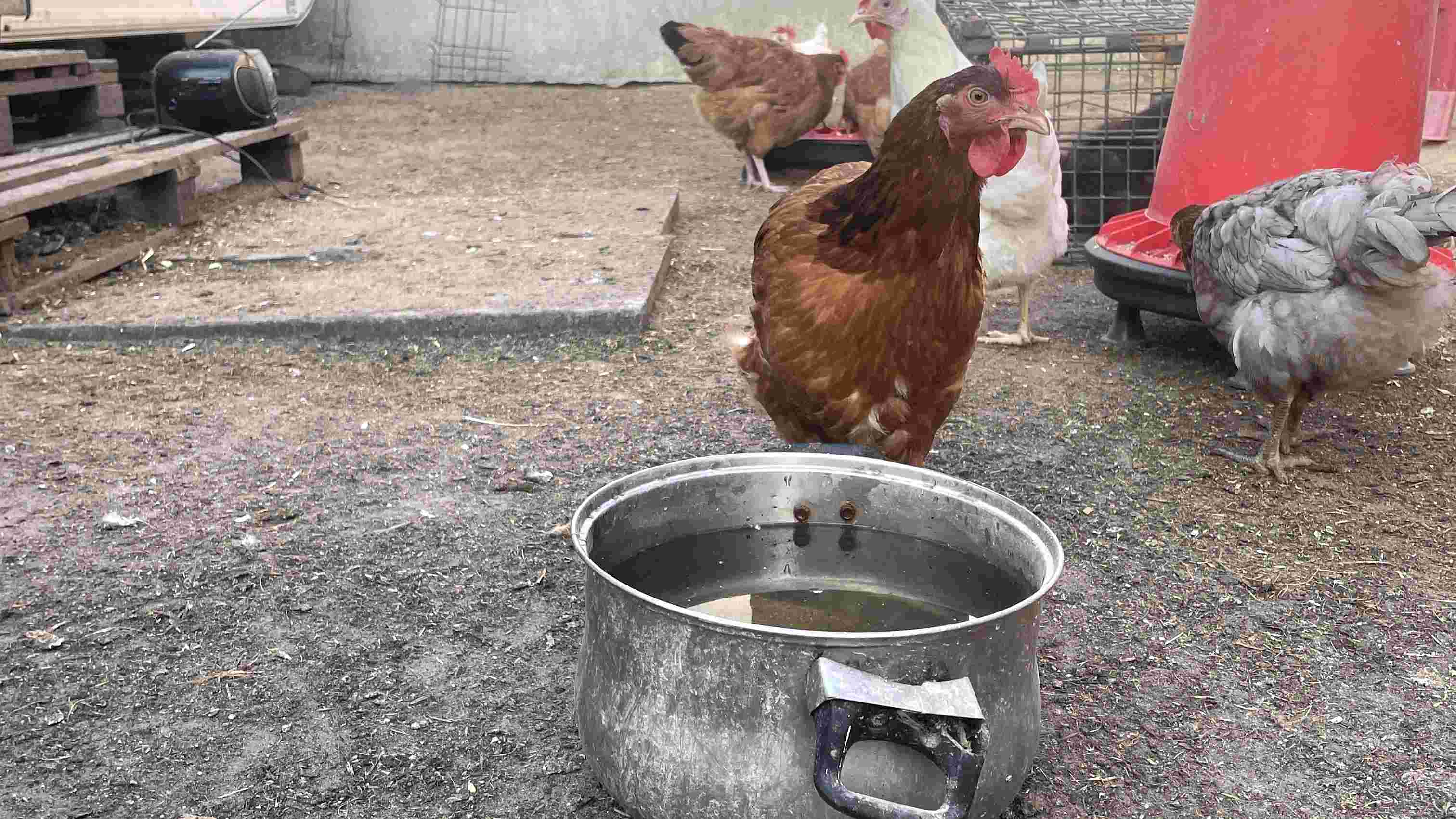 chicken drinking water in summer