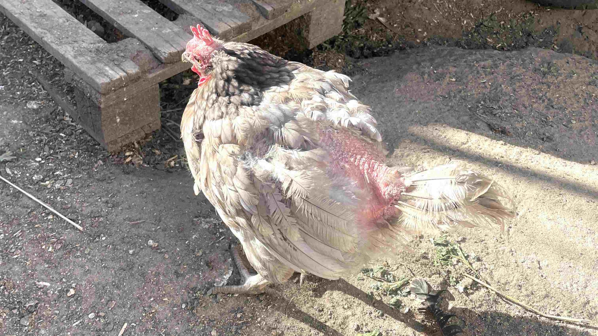 poultry red mite infestation in chickens