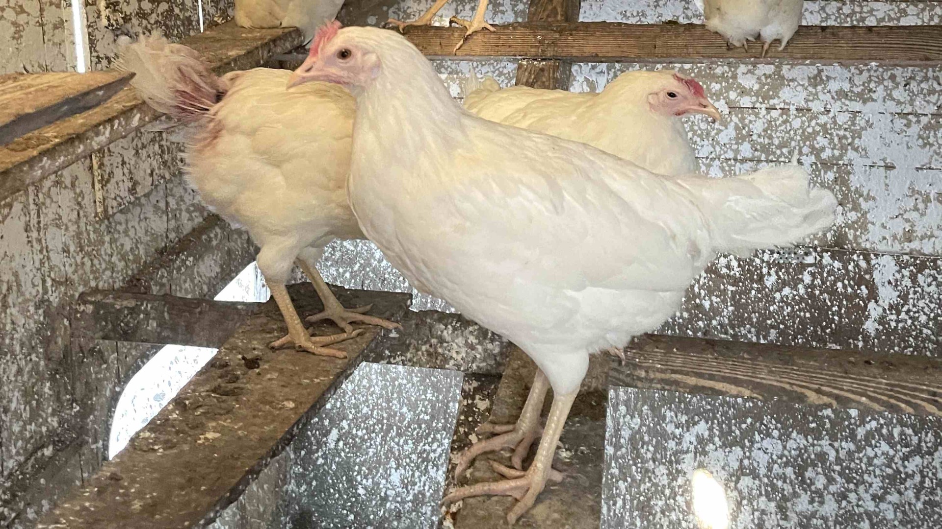 Leghorn chickens