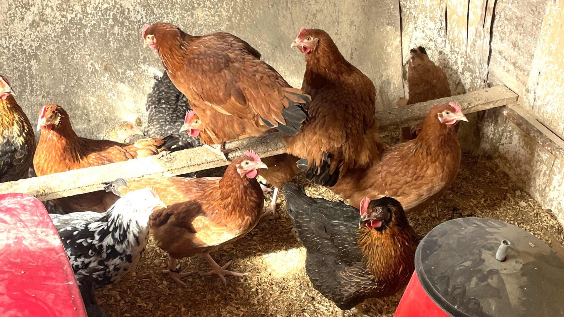 Rosa laying hens