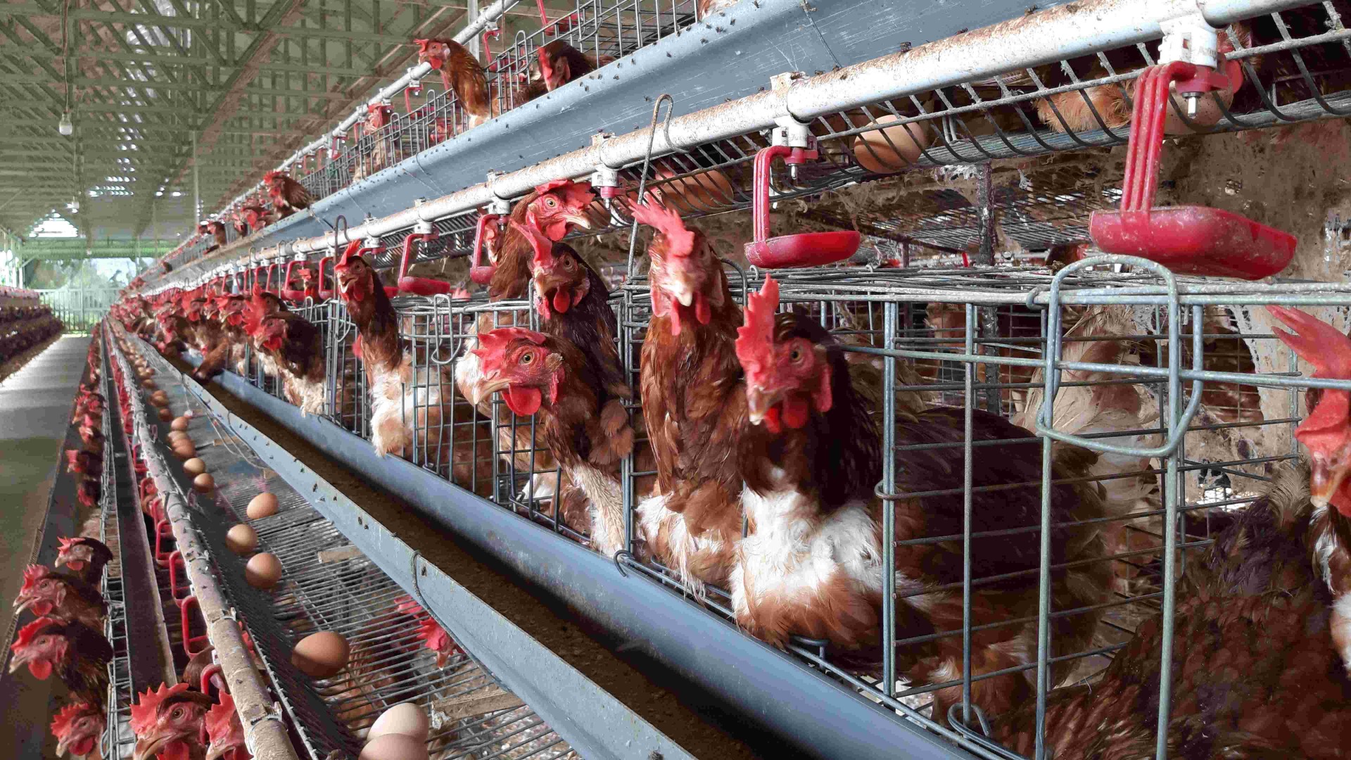 Laying hens in a cage production system