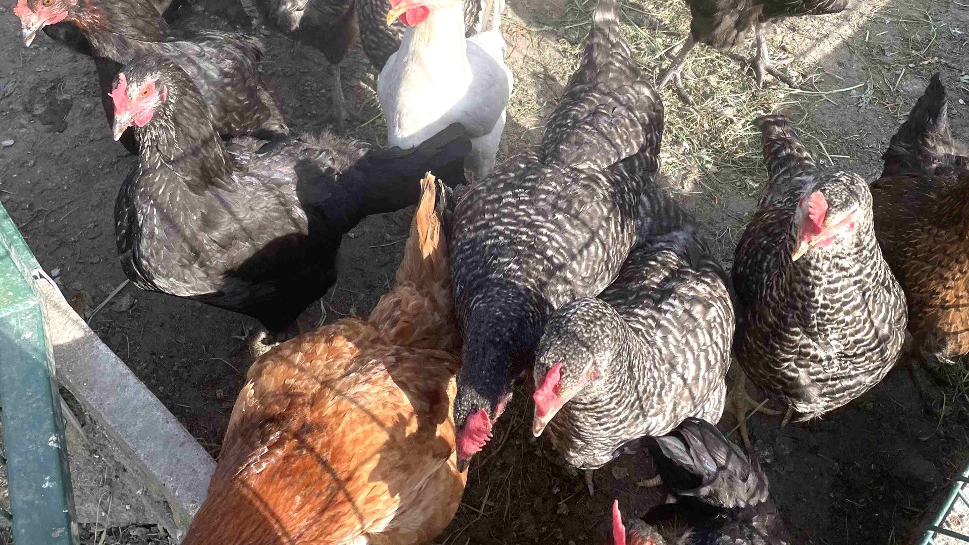 Dominant laying hens