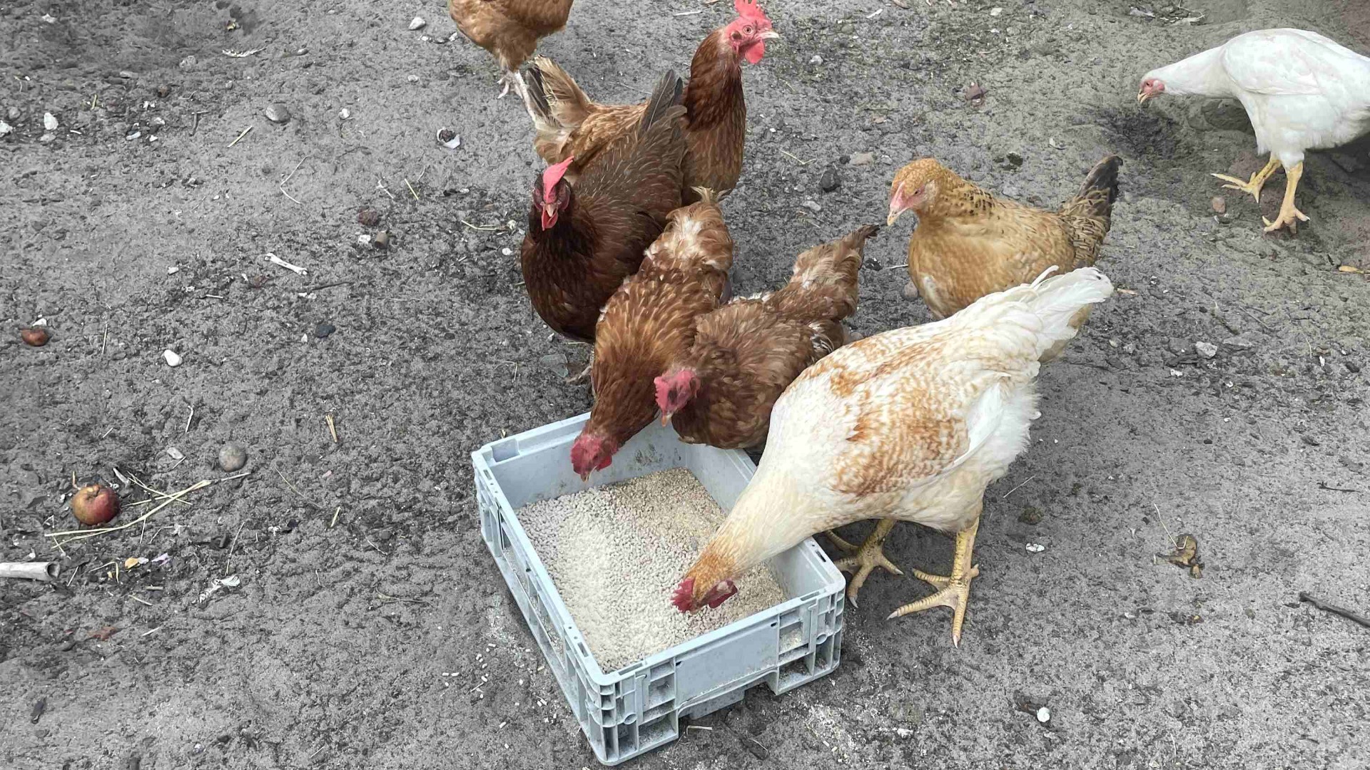 Chickens eating feed from a container