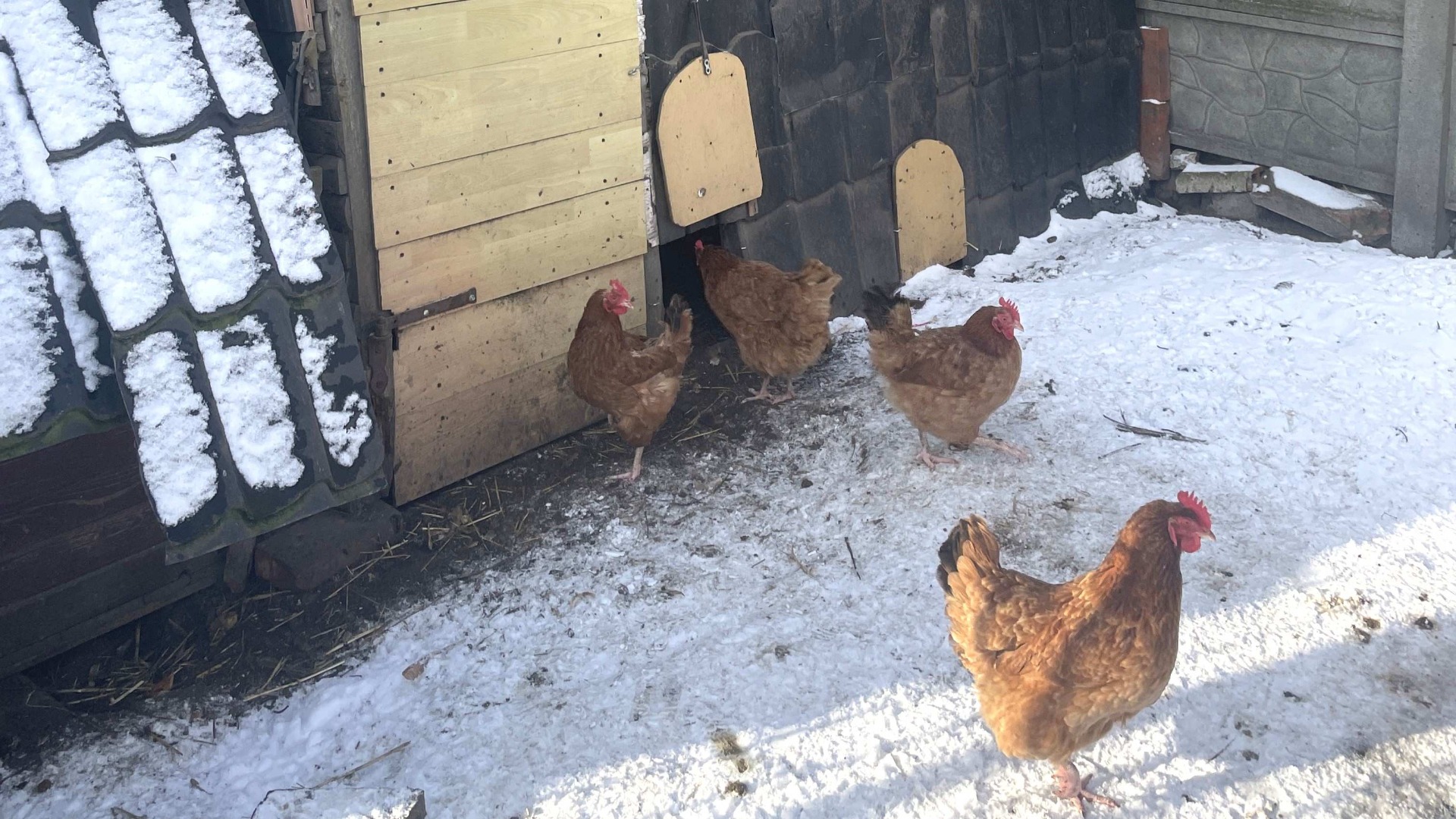 Chickens on snow near a chicken coop