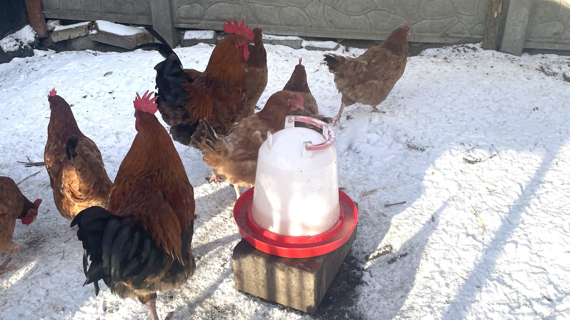 Chickens on snow with a drinker