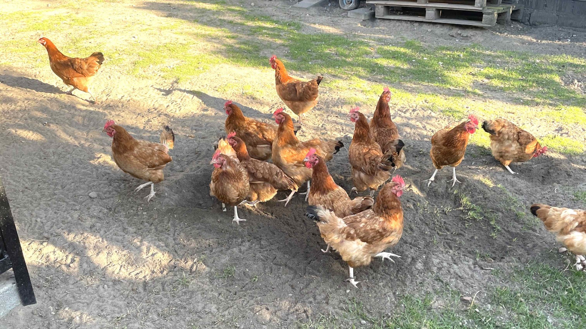 Free-range chickens without biosecurity protection