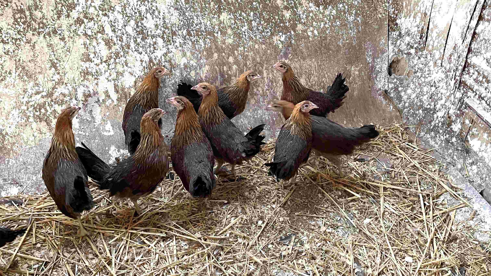 Green-legged Partridge chickens