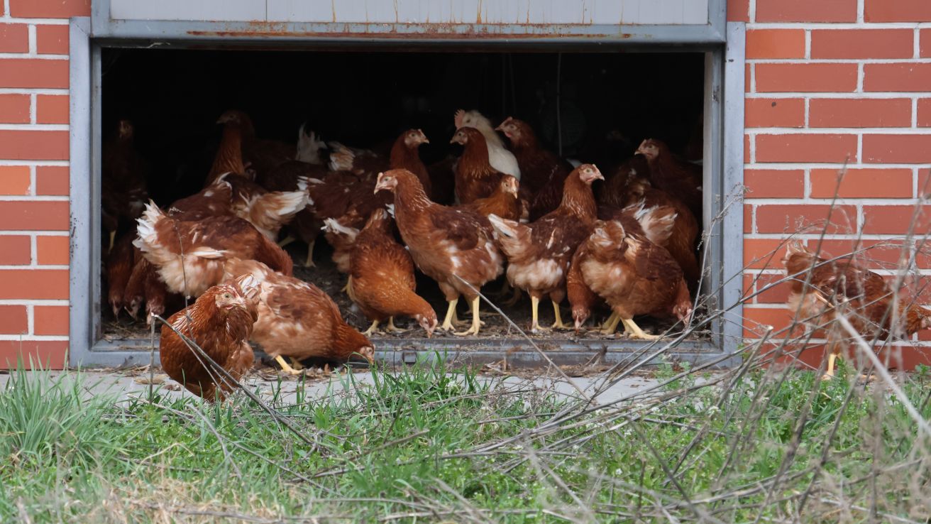 Chickens in an outdoor run