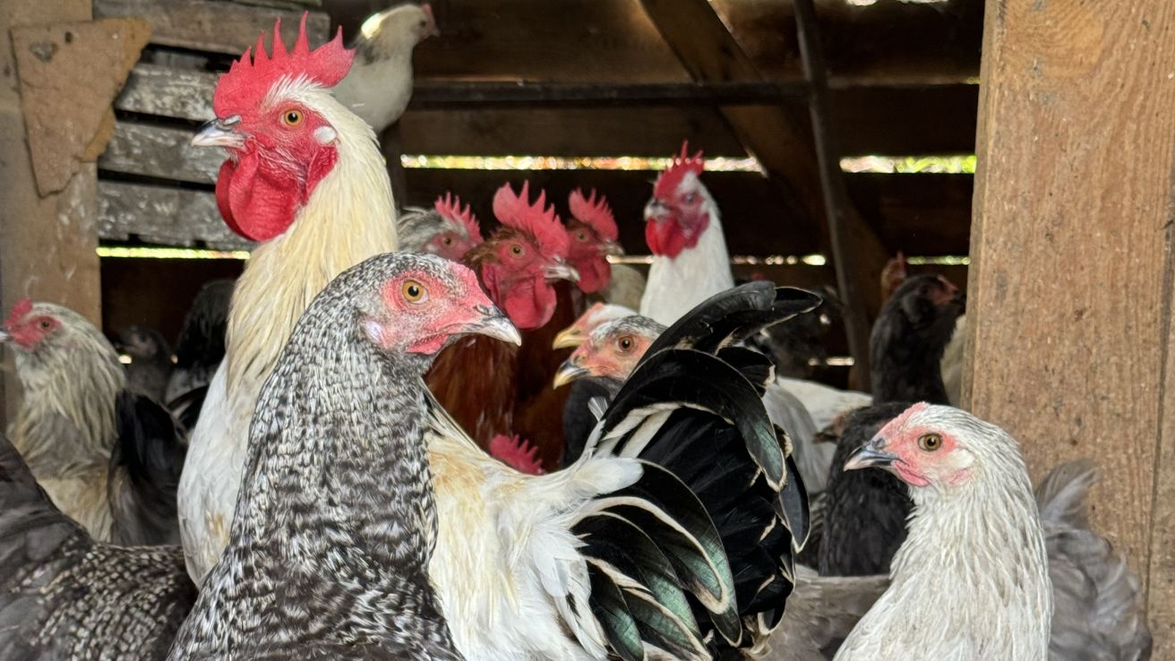 agitated chickens in a chicken coop
