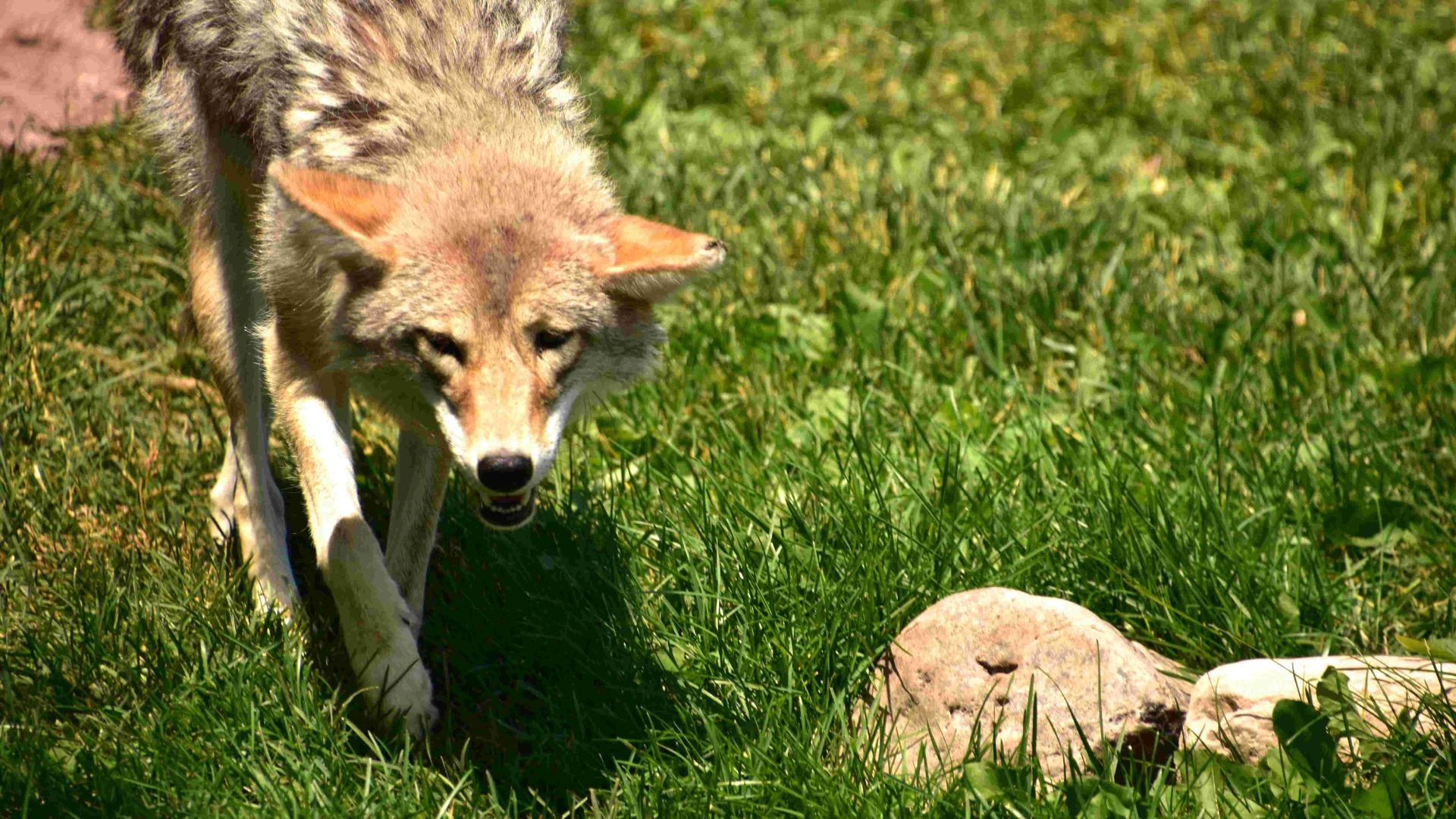 Fox near a chicken coop
