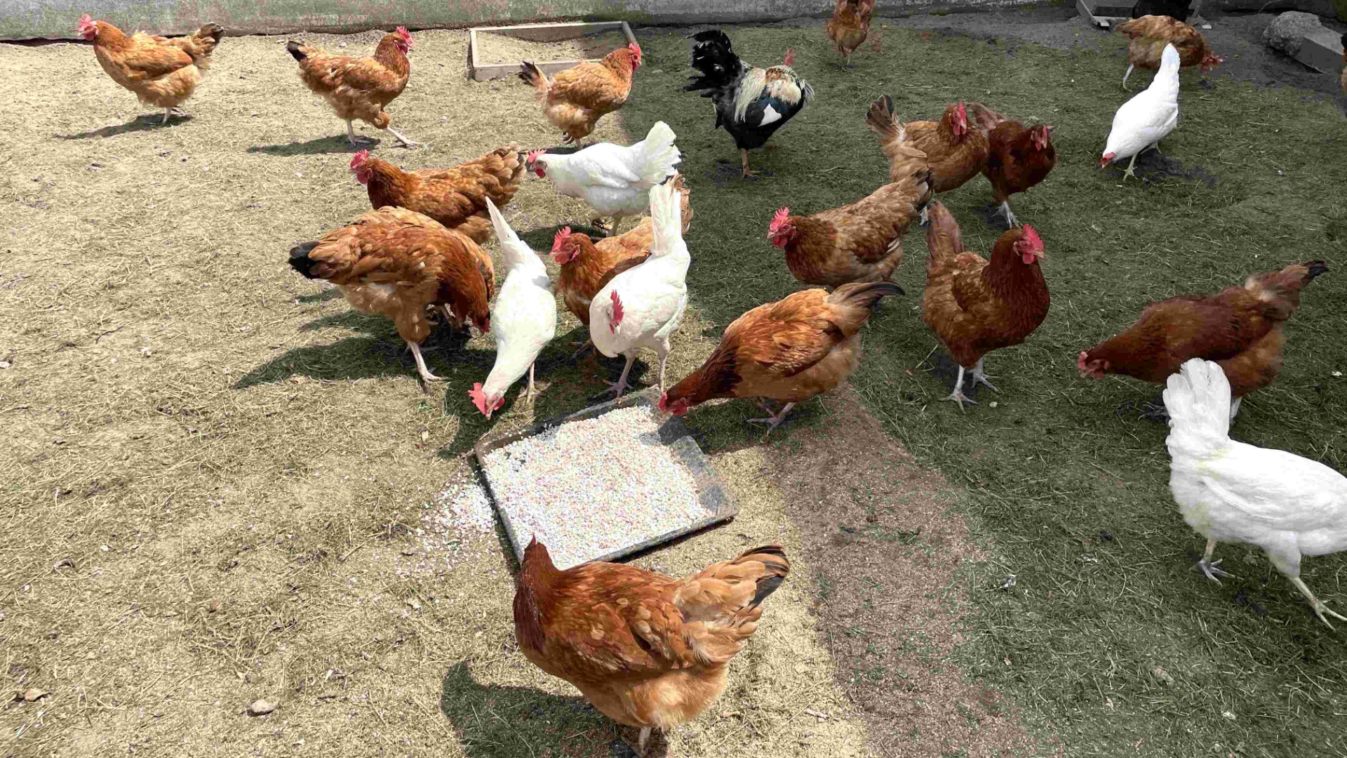 oyster shells for chickens