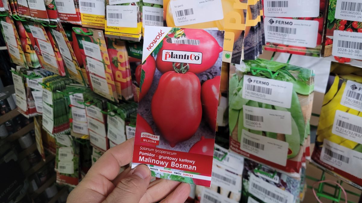 Tomato seeds