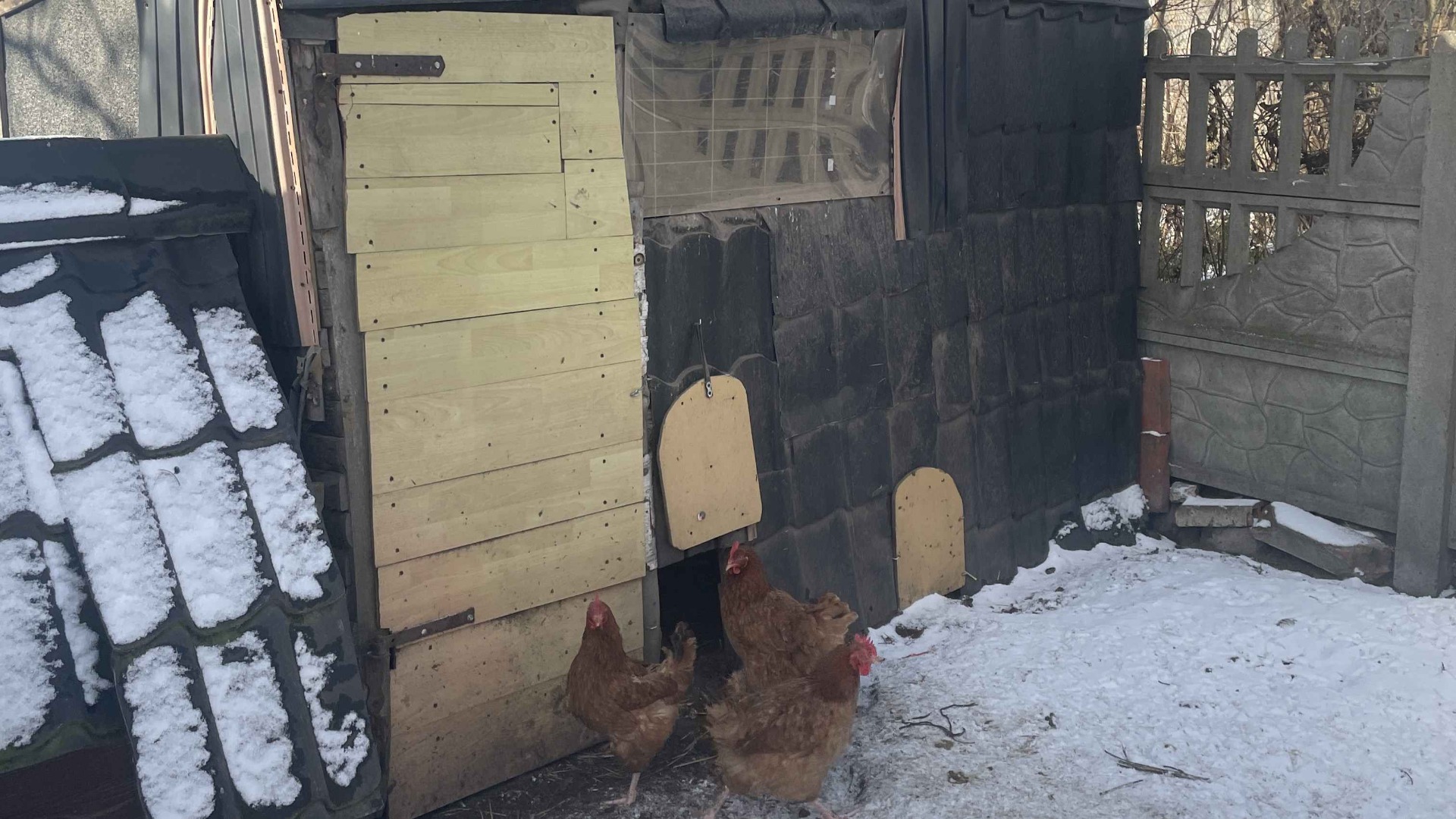 Winter chicken coop
