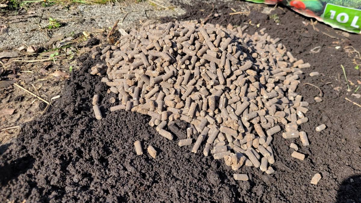 Pelleted chicken manure for tomatoes