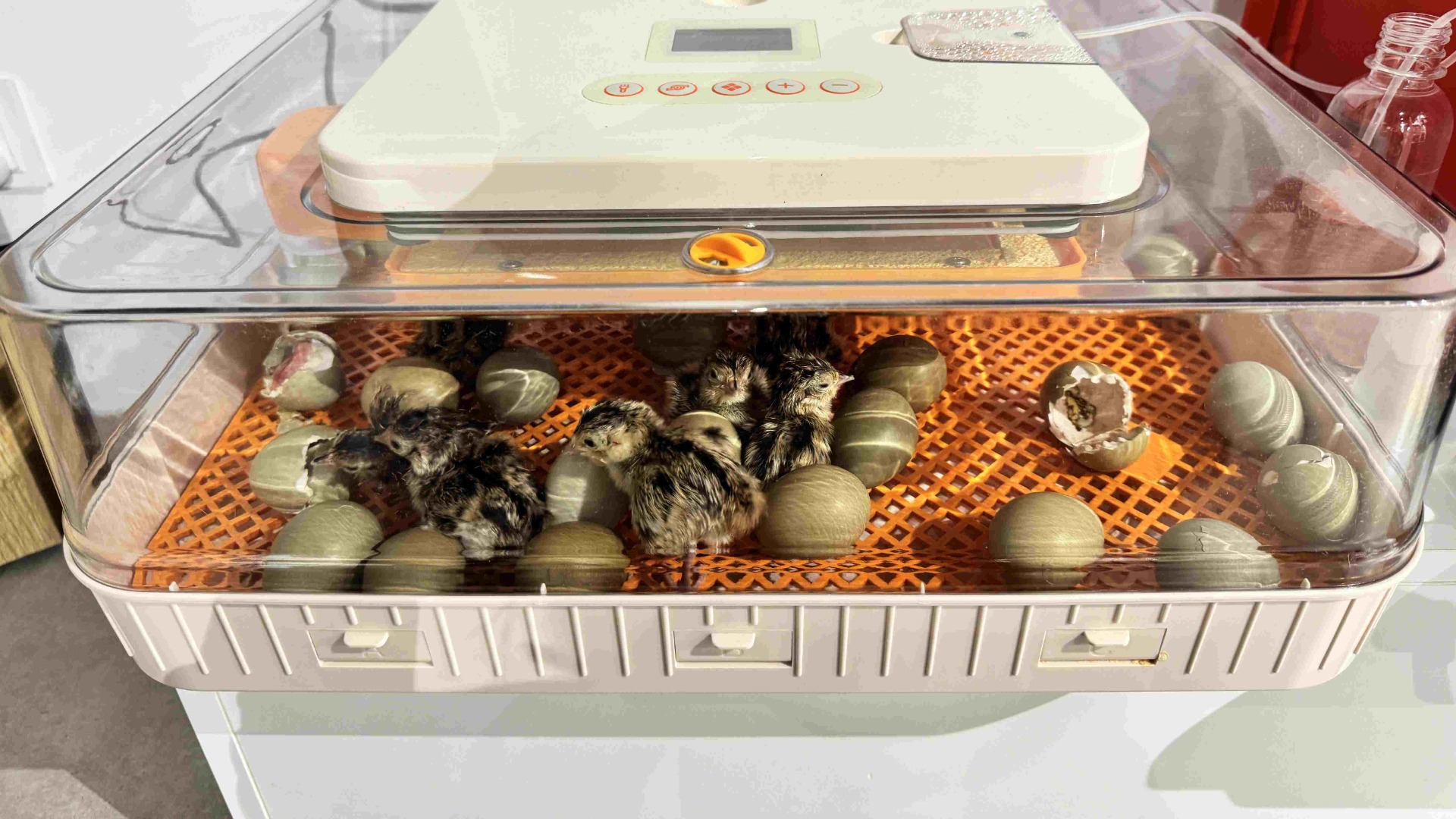 newly hatched chicks in an incubator