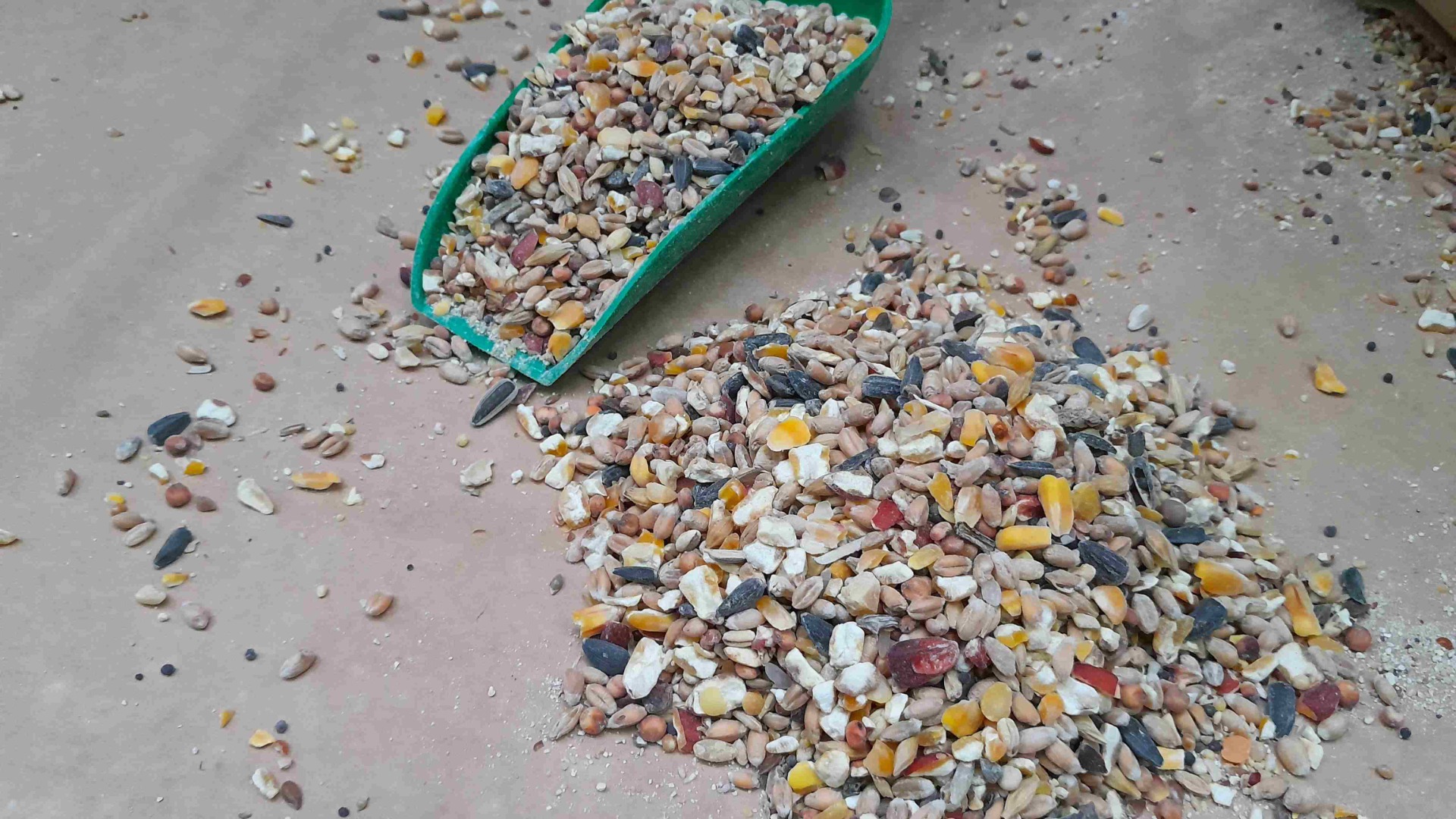feed for laying hens