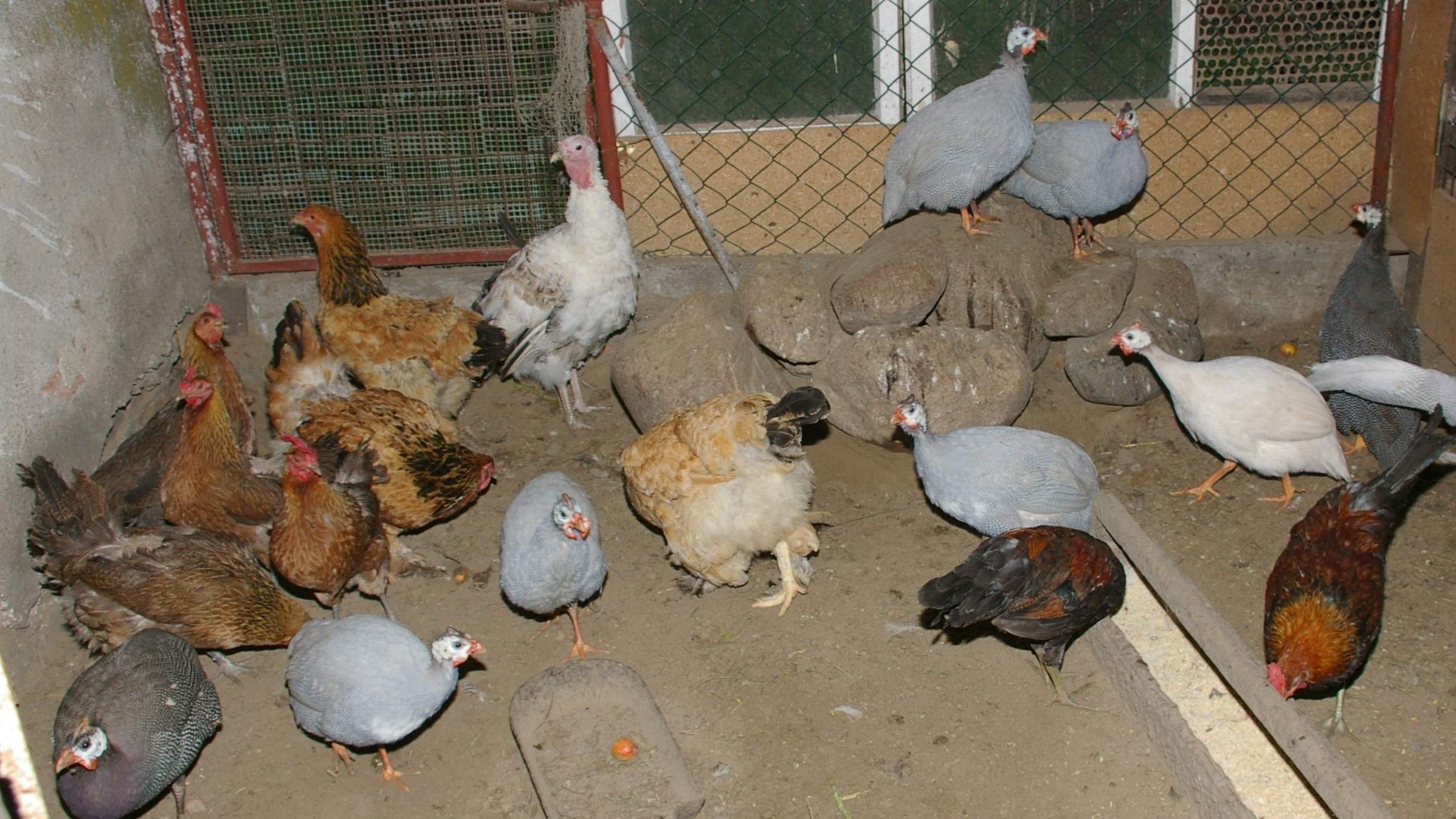 Guinea fowl in a poultry house with chickens