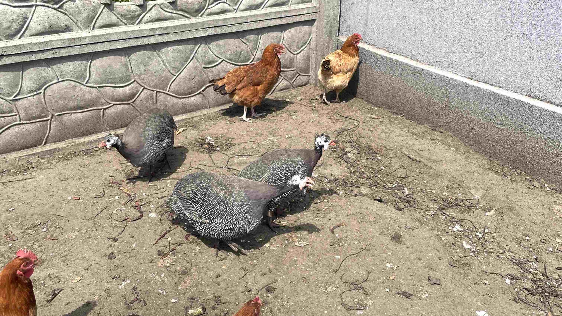 What does a guinea fowl look like
