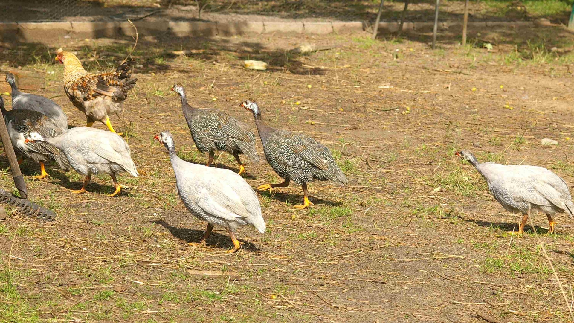 Guinea fowl free ranging in a garden