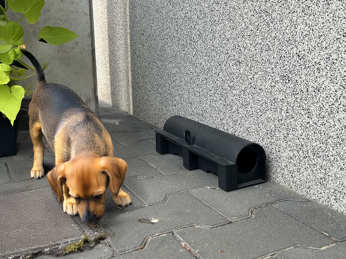 Dog interested in rodent bait