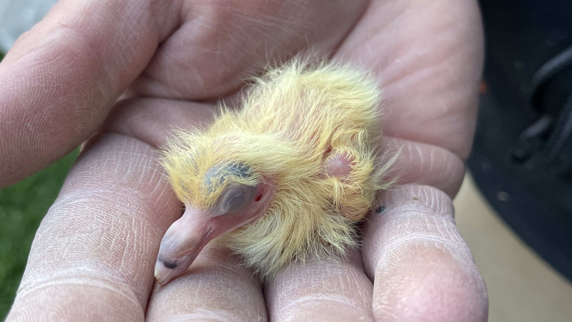 Young pigeon chick