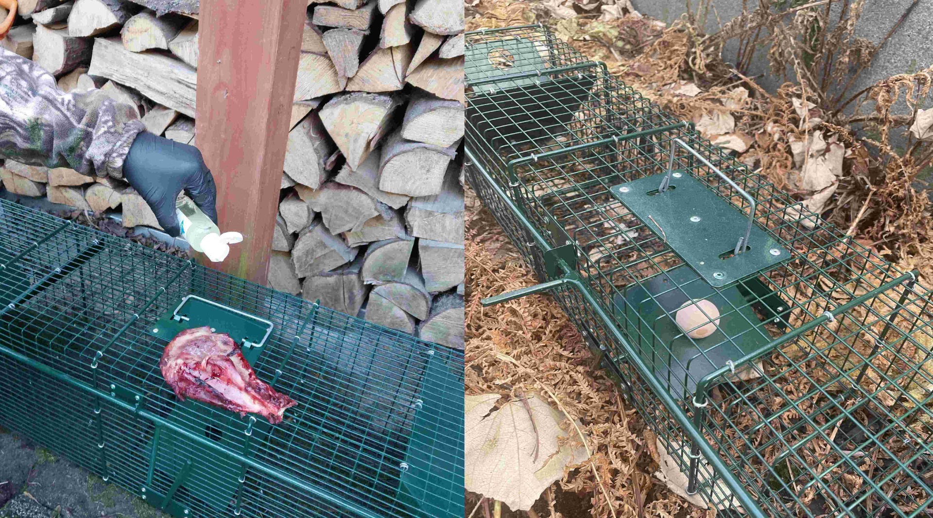 Live-capture animal trap