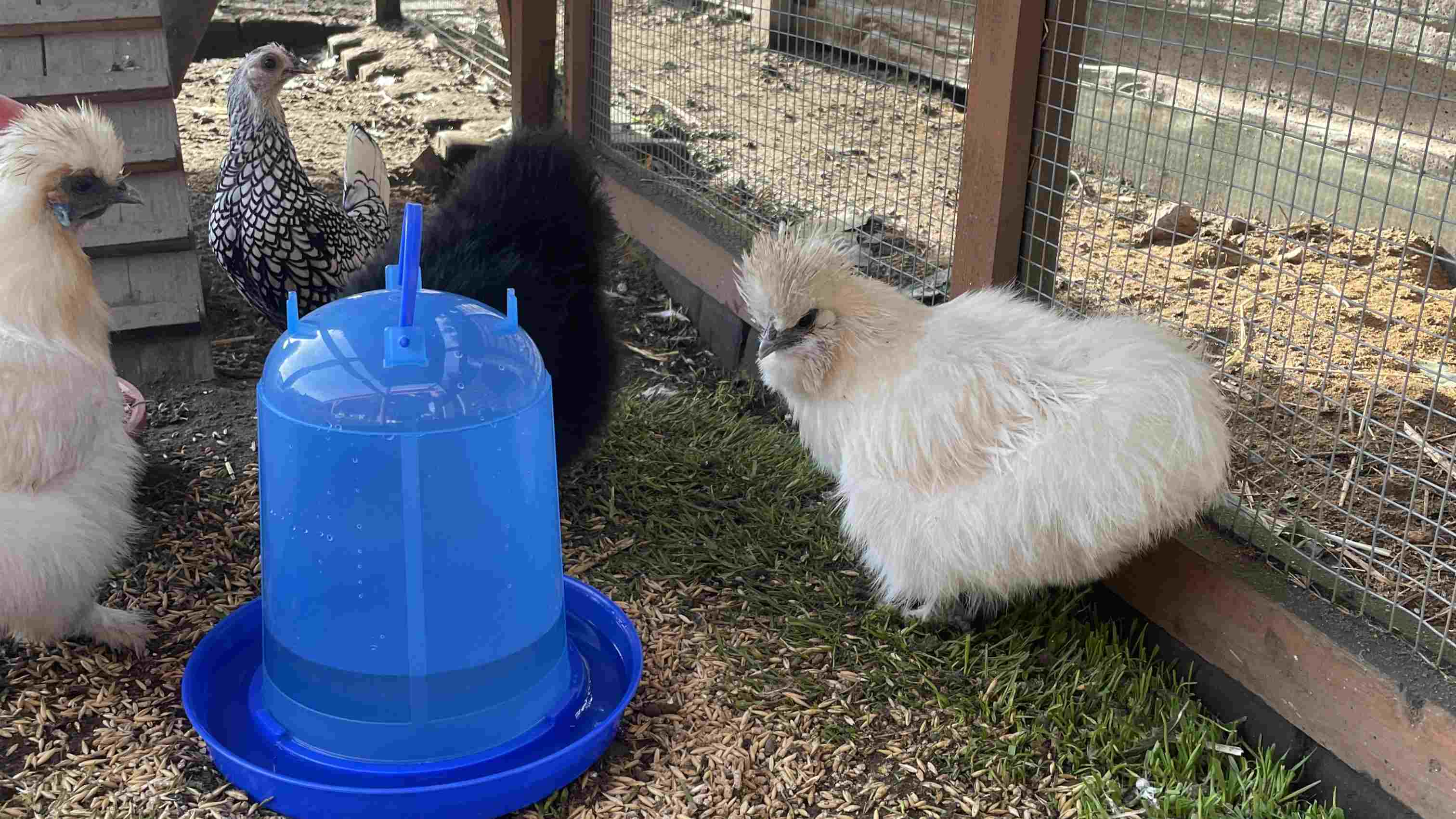 poultry drinker for chickens