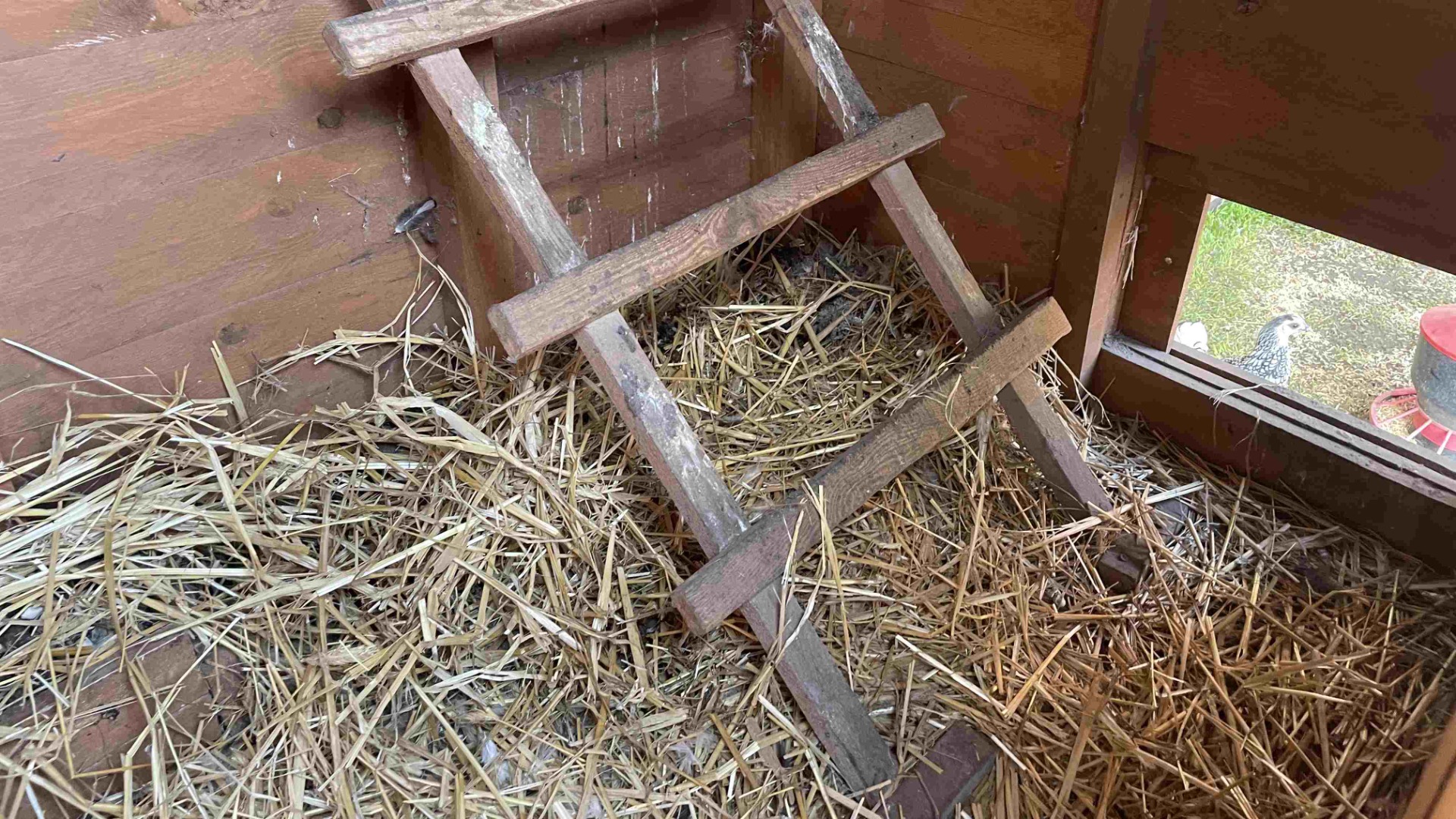 Bedding in a chicken coop